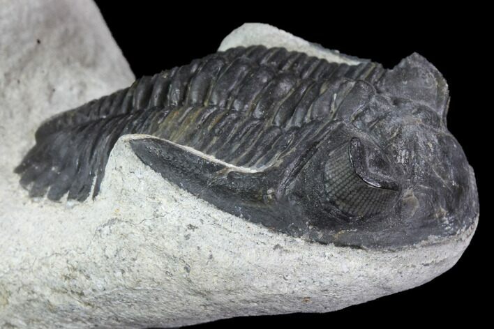 Hollardops & Diademaproetus Trilobite Association - Ofaten, Morocco #87945